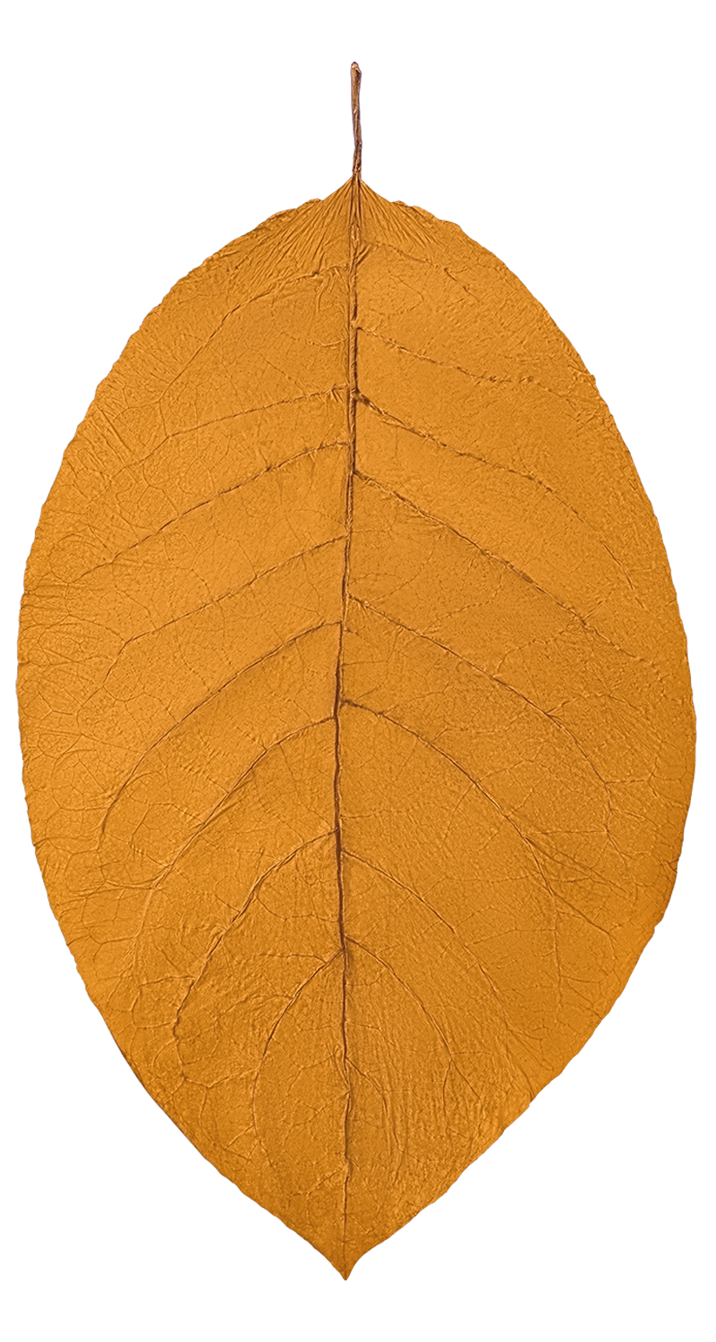 hand of Ecuador Connecticut LB wrapper tobacco